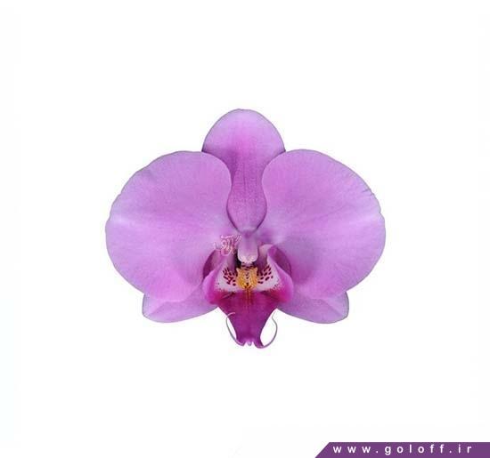 خرید گل ارکیده فالانوپسیس بلومینگتون - Phalaenopsis Orchid | گل آف